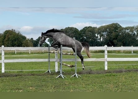 Polnisches Sportpferd, Wallach, 4 Jahre, 175 cm, Schimmel