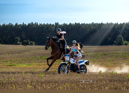 Polnisches Sportpferd, Wallach, 4 Jahre, 176 cm, Brauner
