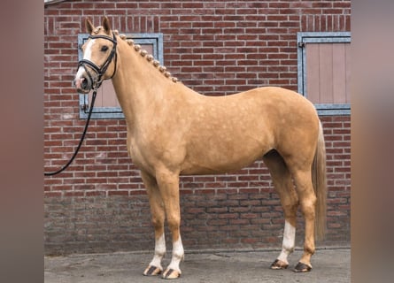 Polnisches Sportpferd, Wallach, 5 Jahre, 170 cm, Palomino