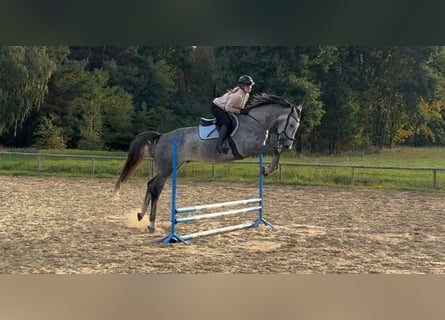 Polnisches Sportpferd, Wallach, 5 Jahre, 174 cm, Apfelschimmel