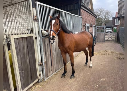 Polnisches Sportpferd, Wallach, 6 Jahre, 161 cm