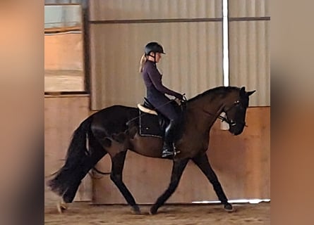 Polnisches Sportpferd, Wallach, 7 Jahre, 160 cm, Rappe