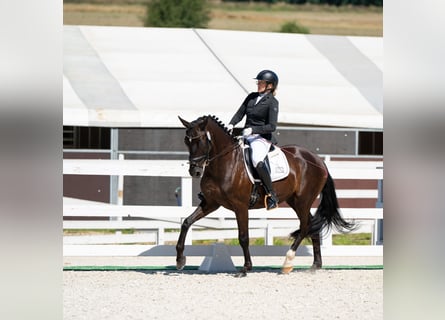 Polnisches Sportpferd, Wallach, 7 Jahre, 162 cm, Rappe