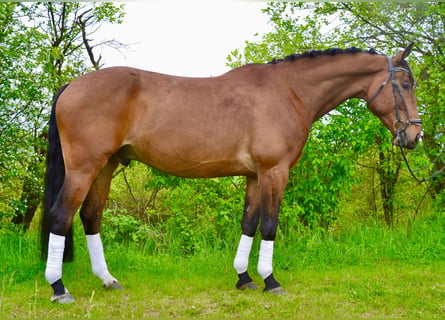 Polnisches Sportpferd, Wallach, 7 Jahre, 165 cm, Brauner