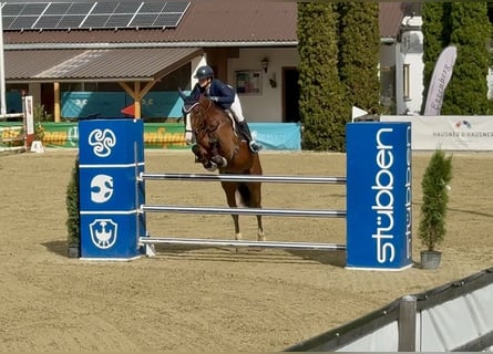 Polnisches Sportpferd, Wallach, 7 Jahre, 166 cm, Brauner