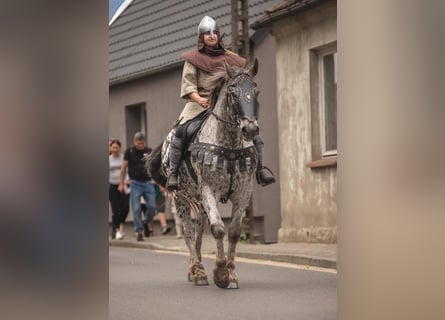 Polnisches Sportpferd, Wallach, 8 Jahre, 162 cm, Tigerschecke