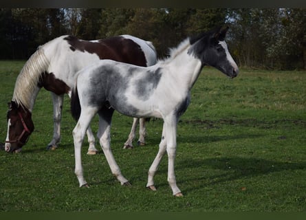 Polnisches Warmblut, Hengst, 1 Jahr, Schecke