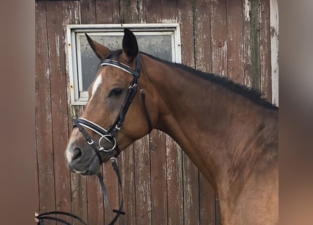 Polnisches Warmblut, Stute, 15 Jahre, 165 cm, Brauner