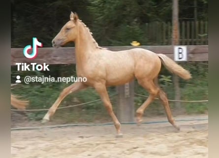 Polnisches Warmblut, Stute, 1 Jahr, 168 cm, Palomino