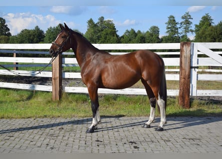 Polnisches Warmblut, Stute, 2 Jahre, 153 cm, Schecke