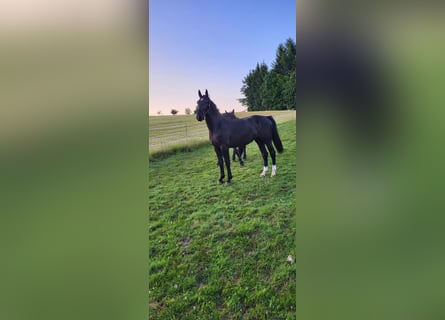 Polnisches Warmblut, Stute, 2 Jahre, 165 cm, Rappe
