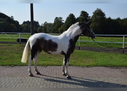 Polnisches Warmblut, Stute, 4 Jahre, 163 cm, Schecke