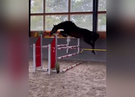 Polnisches Warmblut, Stute, 4 Jahre, 165 cm, Dunkelbrauner
