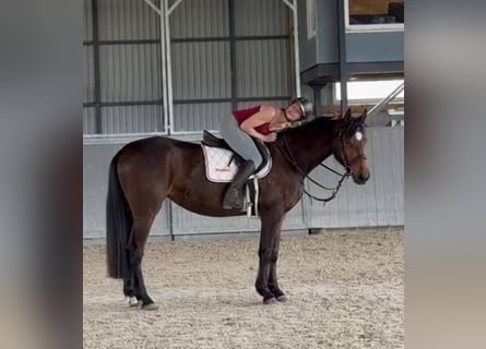 Polnisches Warmblut, Stute, 4 Jahre, 166 cm, Brauner
