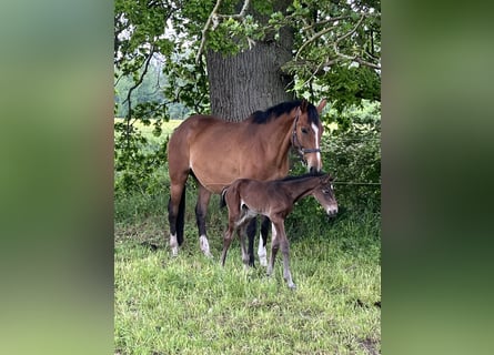 Polnisches Warmblut, Stute, 5 Jahre, 165 cm, Brauner