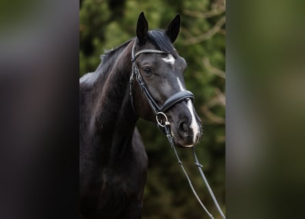 Polnisches Warmblut, Stute, 5 Jahre, 168 cm, Rappe