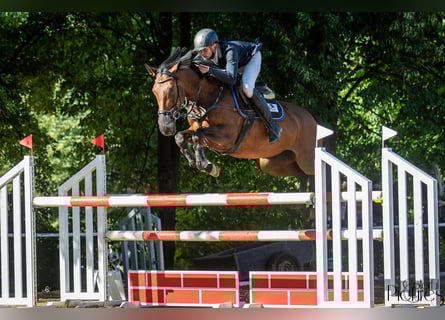 Polnisches Warmblut, Stute, 6 Jahre, 163 cm, Brauner