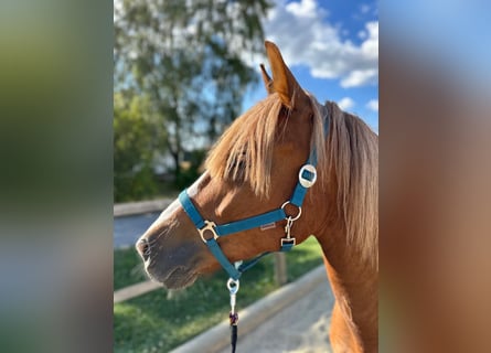 Polnisches Warmblut, Stute, 7 Jahre, 155 cm, Fuchs