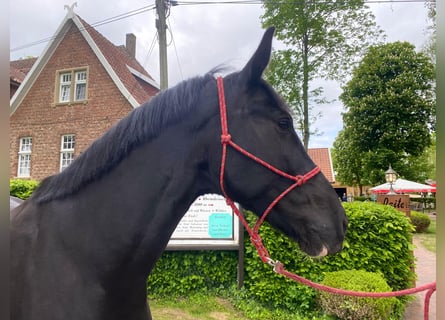 Polnisches Warmblut, Stute, 8 Jahre, 163 cm, Rappe