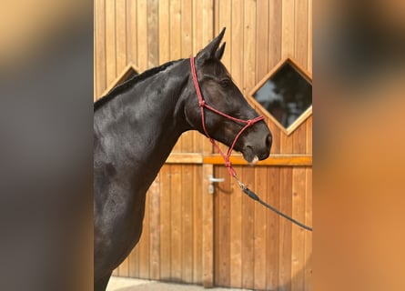 Polnisches Warmblut, Stute, 8 Jahre, 164 cm, Rappe