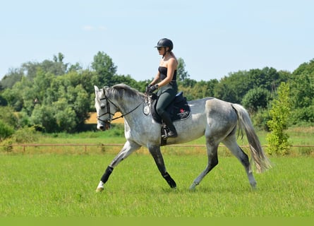 Polnisches Warmblut, Stute, 8 Jahre, 170 cm, Schimmel
