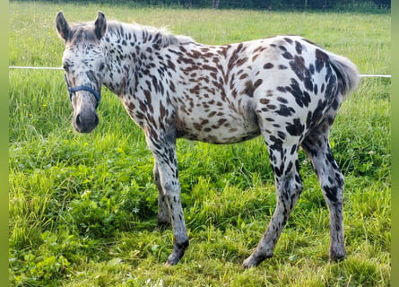 Polnisches Warmblut Mix, Stute, Fohlen (04/2024), 160 cm, Tigerschecke