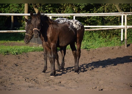 Polnisches Warmblut, Stute, Fohlen (04/2023), Tigerschecke