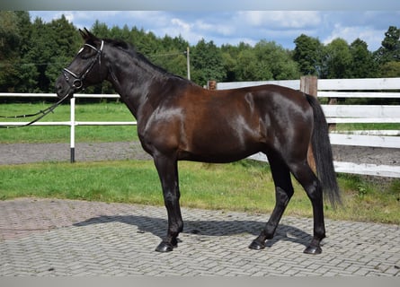 Polnisches Warmblut, Wallach, 10 Jahre, 167 cm, Rappe