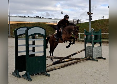 Polnisches Warmblut, Wallach, 3 Jahre, 162 cm, Brauner