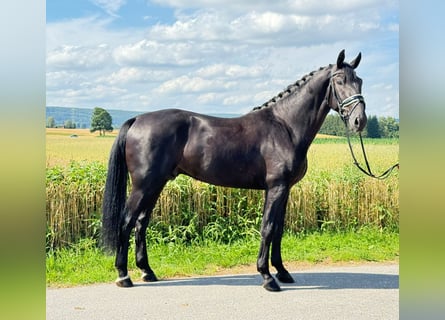 Polnisches Warmblut, Wallach, 3 Jahre, 168 cm, Rappe