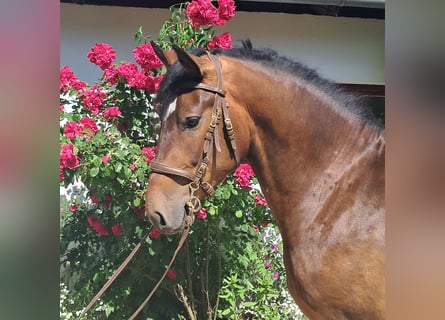 Polnisches Warmblut, Wallach, 4 Jahre, 157 cm, Brauner