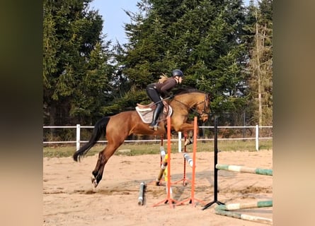 Polnisches Warmblut, Wallach, 4 Jahre, 160 cm, Brauner