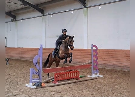 Polnisches Warmblut, Wallach, 4 Jahre, 162 cm, Brauner