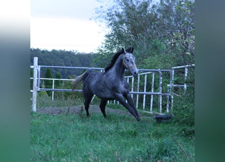 Polnisches Warmblut, Wallach, 4 Jahre, 164 cm, Schimmel