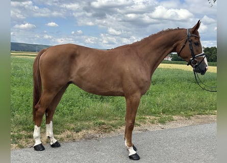 Polnisches Warmblut, Wallach, 4 Jahre, 166 cm, Fuchs