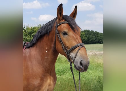 Polnisches Warmblut, Wallach, 4 Jahre, 167 cm, Brauner