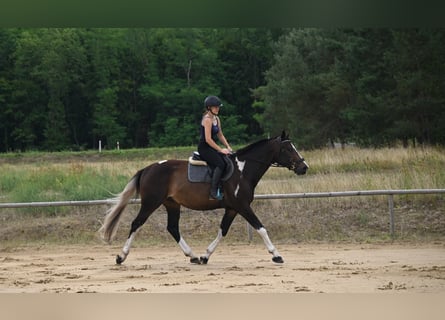 Polnisches Warmblut, Wallach, 4 Jahre, 170 cm, Schecke