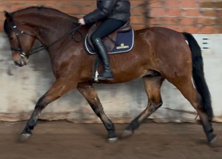 Polnisches Warmblut, Wallach, 5 Jahre, 161 cm, Brauner