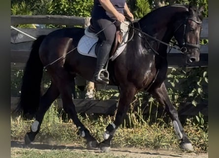 Polnisches Warmblut, Wallach, 5 Jahre, 162 cm, Rappe
