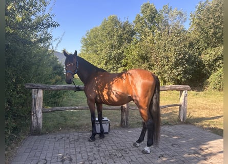 Polnisches Warmblut, Wallach, 5 Jahre, 164 cm, Brauner