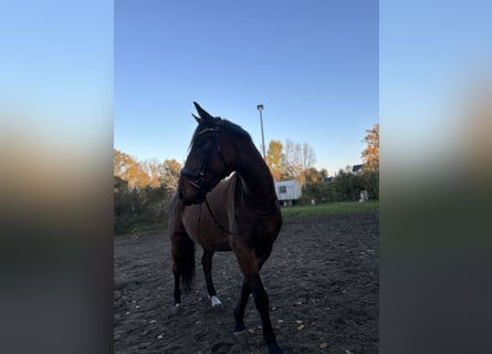 Polnisches Warmblut, Wallach, 5 Jahre, 164 cm, Brauner