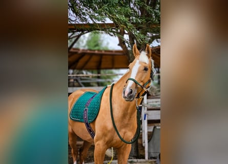 Polnisches Warmblut, Wallach, 5 Jahre, 164 cm, Palomino