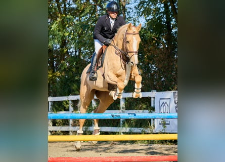 Polnisches Warmblut, Wallach, 5 Jahre, 164 cm, Palomino