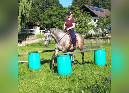 Polnisches Warmblut, Wallach, 5 Jahre, 165 cm, Braunfalbschimmel