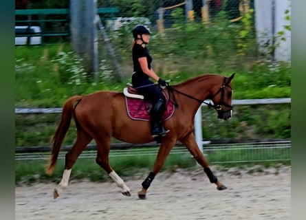 Polnisches Warmblut, Wallach, 5 Jahre, 165 cm, Fuchs