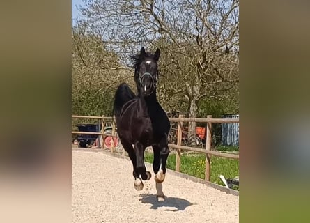 Polnisches Warmblut, Wallach, 5 Jahre, 170 cm, Rappe