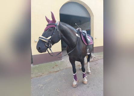 Polnisches Warmblut Mix, Wallach, 5 Jahre, 174 cm, Schecke