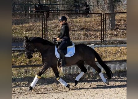 Polnisches Warmblut, Wallach, 6 Jahre, 160 cm, Rappe