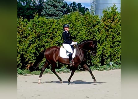Polnisches Warmblut, Wallach, 6 Jahre, 160 cm, Schwarzbrauner