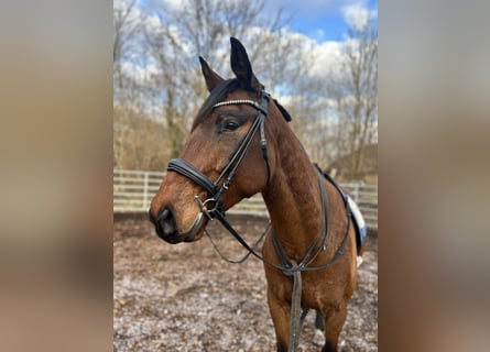 Polnisches Warmblut, Wallach, 6 Jahre, 164 cm, Brauner